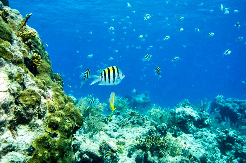 L’ICRI, organisation internationale derrière le projet, rassemble des pays qui abritent les trois quarts des récifs coralliens dans le monde, comme ici à Key West, en Floride.