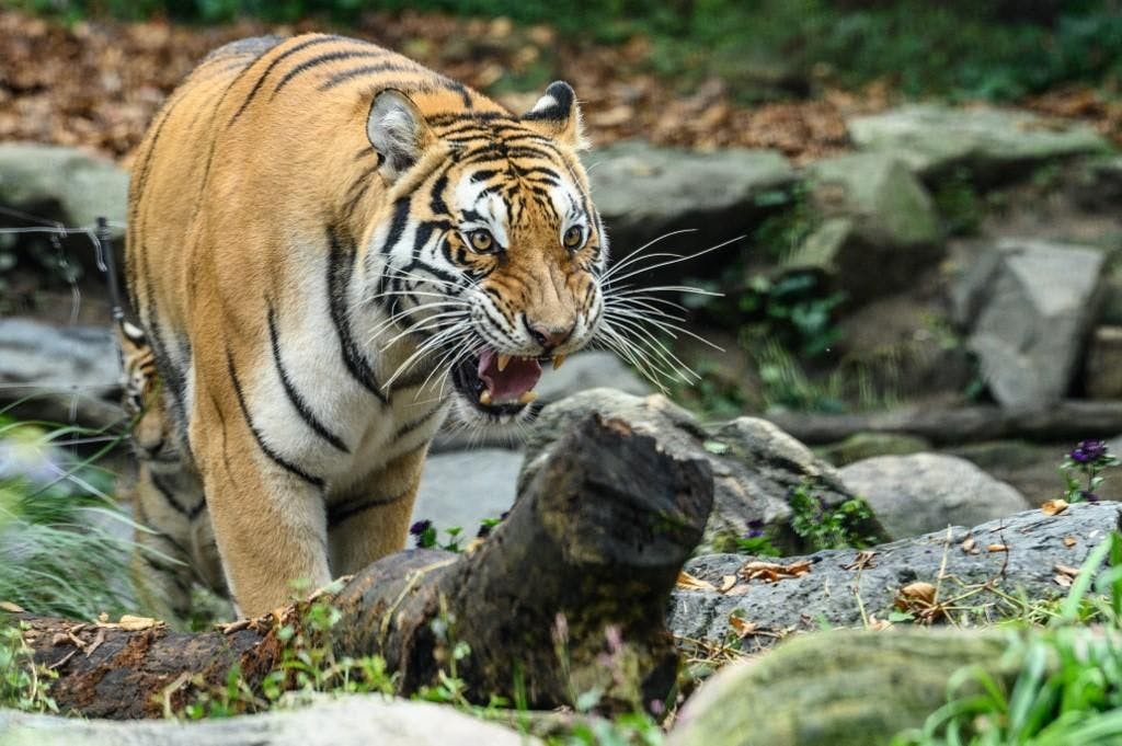 Actuellement, il reste environ 4000 tigres à l’état sauvage dans le monde.