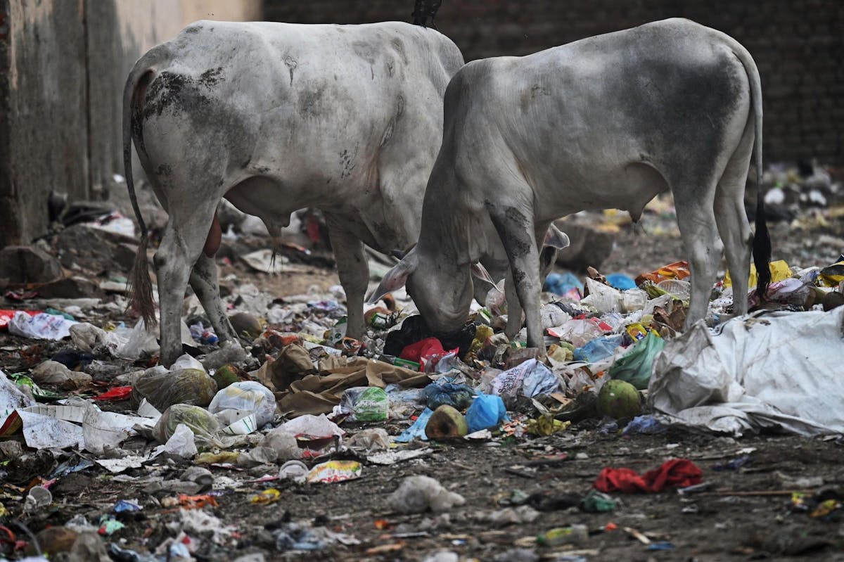 Des vaches tentent de trouver de quoi manger au milieu de détritus, le 29 juin à Faridabad (nord de l’Inde).