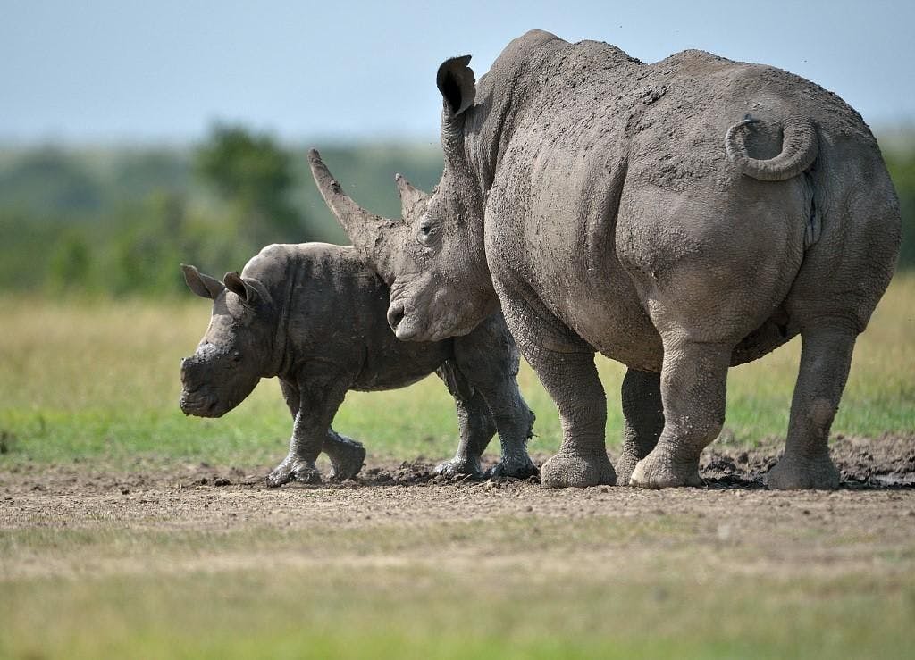 L’Afrique du Sud abrite près de 80% des rhinocéros de la planète.