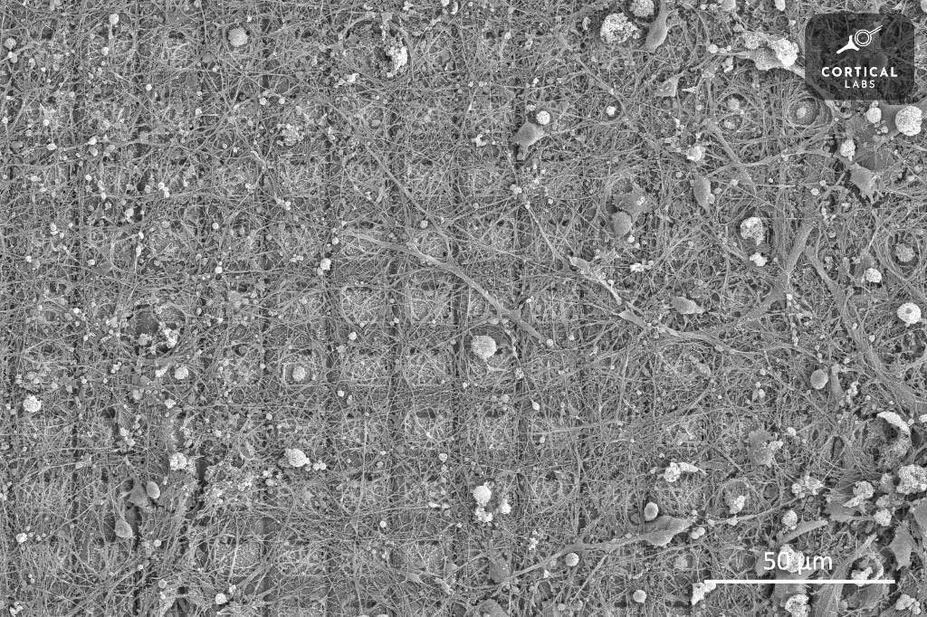 Les expériences ont concerné des amas d’environ 800’000 neurones, la taille du cerveau d’un bourdon.