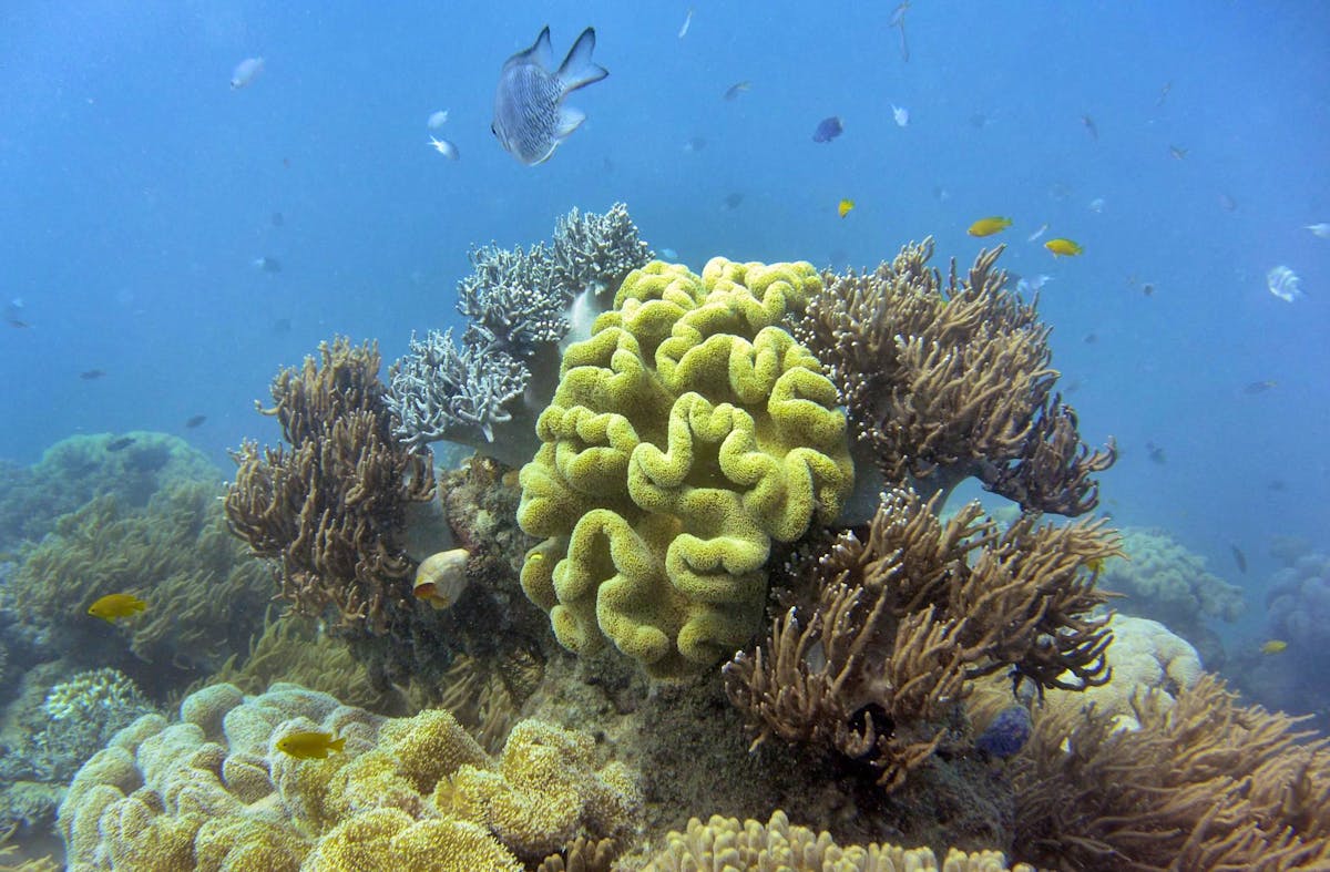Le Réseau mondial de surveillance des récifs coralliens s’est appuyé sur des données recueillies sur 12’000 sites dans 73 pays.