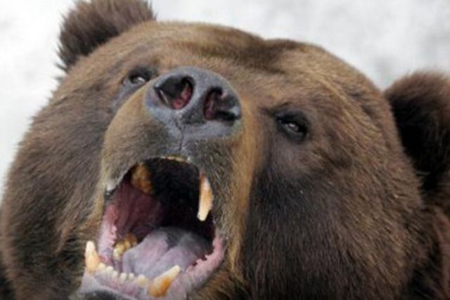 Attaque d'ours sauvages: «L'homme a subi des blessures à la poitrine et à la colonne vertébrale»