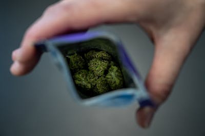 Europol alerte sur la hausse de la puissance du cannabis