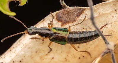 Cet insecte a le sexe en forme de décapsuleur