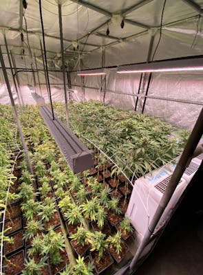 Une grosse plantation de cannabis démantelée