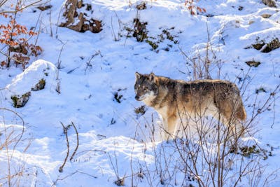 Ordonnance sur la chasse: le Canton demande à tirer 34 loups