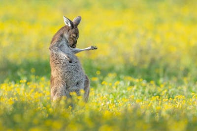 Le kangourou qui fait de l'air guitar photo de l'année