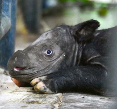 Naissance d'un rare rhinocéros de Sumatra