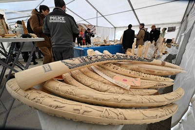 Près de deux tonnes d'ivoire détruites pour endiguer son commerce