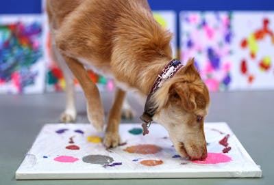 Vente aux enchères de tableaux peints par des chiens