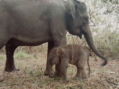 Un éléphant de Sumatra, espèce menacée, voit le jour en Indonésie