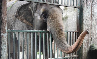 L'éléphante la plus triste du monde est décédée