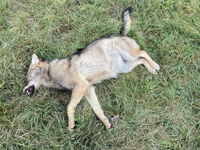 Un premier loup a déjà été abattu