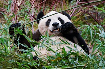 Deux pandas géants quittent l'Écosse pour retourner en Chine