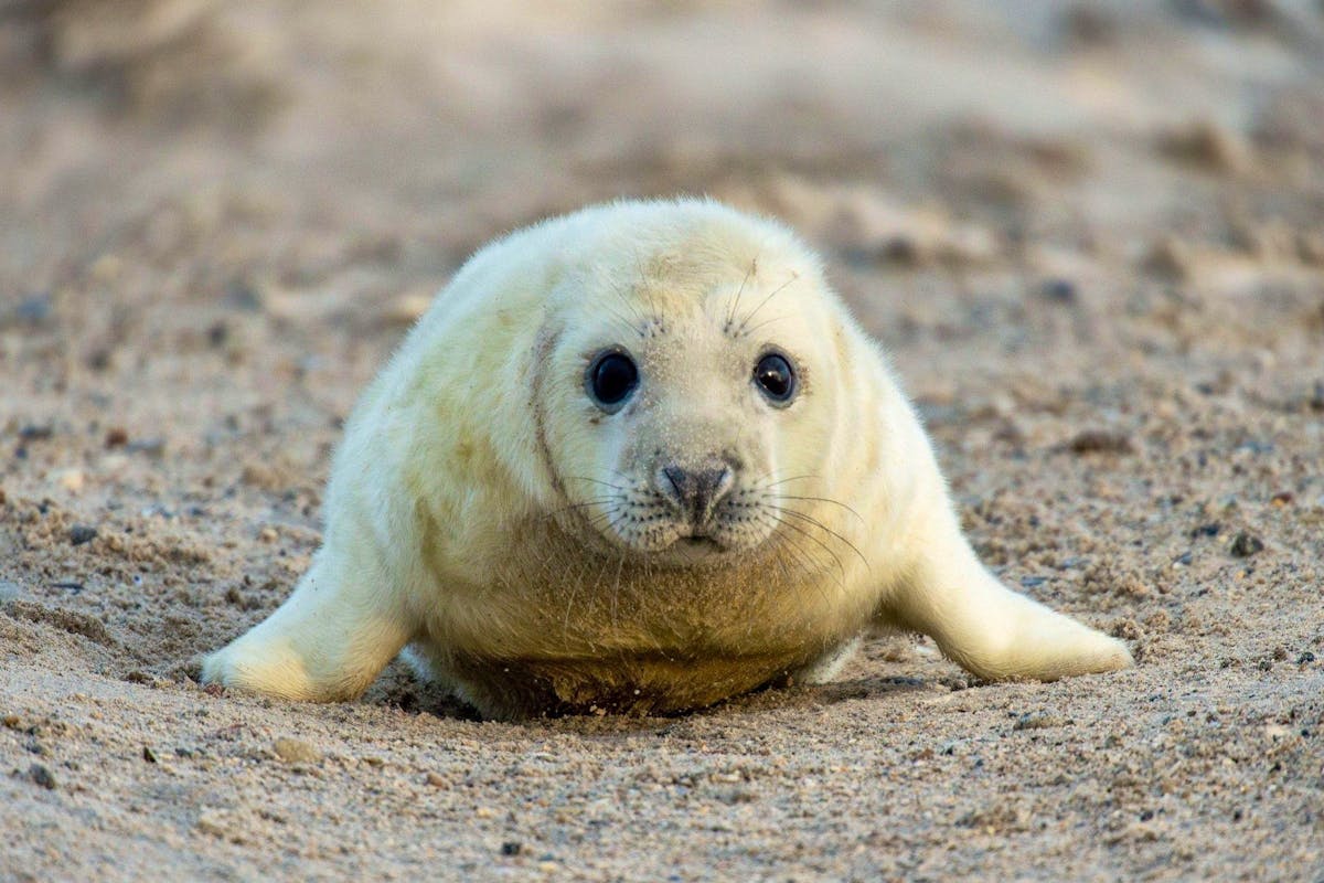 Auf Helgoland sind mehr als 500 Robbenbabys geboren worden.