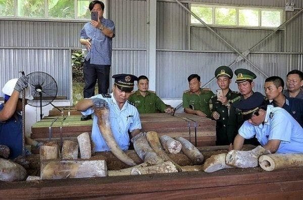 Une des plus grosses saisies d'ivoire de ces dernières années au Vietnam.