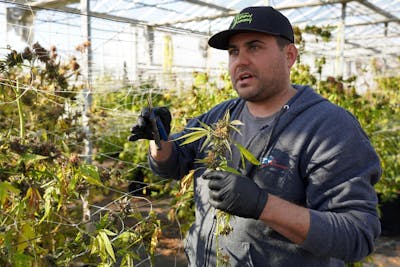 Des cultivateurs cherchent à écouler des tonnes de cannabis