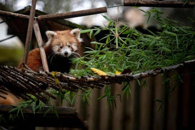 Un bébé panda roux vole la vedette aux autres locataires du zoo de Lisbonne