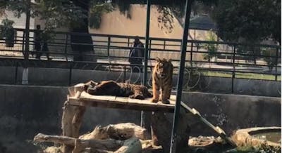Un gardien voit un tigre avec une chaussure dans la bouche