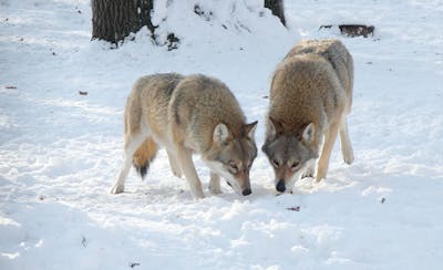 L'abattage de loups pourrait aussi être suspendu en Valais