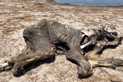 Au moins 100 éléphants morts de soif dans un parc, par manque d'eau