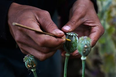 La Birmanie devient le premier producteur mondial d'opium
