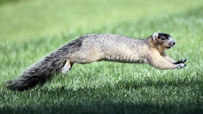 Les écureuils d'un zoo japonais décimés par un possible empoisonnement involontaire