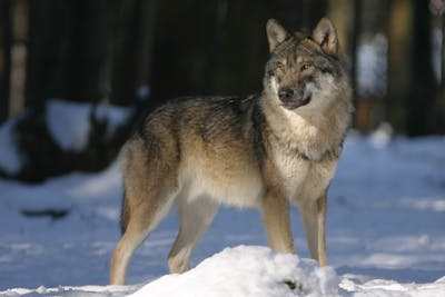 La régulation du loup stoppée aussi en Valais