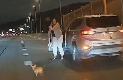 Folle poursuite pour sauver un chihuahua sur l'autoroute