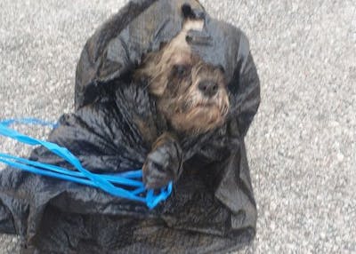 Un chien balancé vivant aux ordures: «Dégoûtant!»