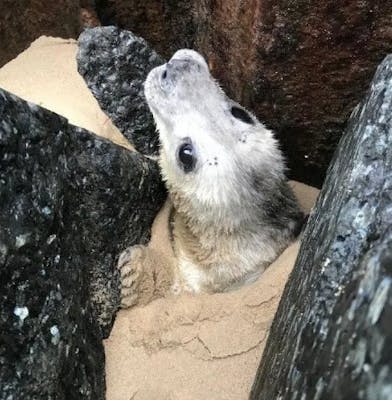 Un bébé phoque coincé dans les rochers a été secouru