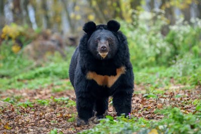 Japon: des bergers très spéciaux face aux ours