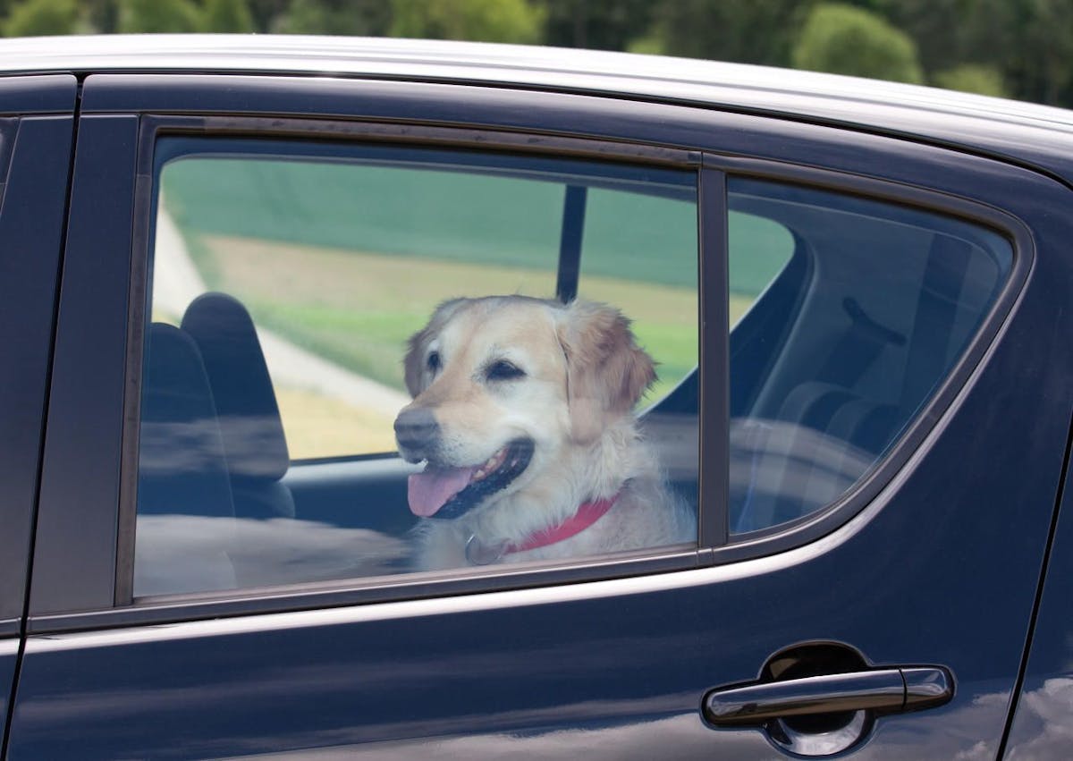 Darf ein Hund ungesichert im Auto mitfahren? - 20 Minuten