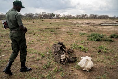 Une sécheresse prolongée décime les rangs des éléphants