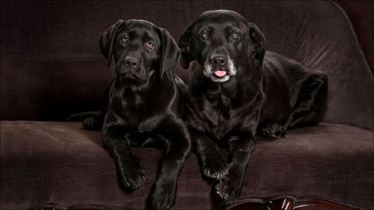 Gunni (à gauche), le clone du labrador Billy Bean (à droite).