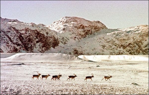 Caribous au Nunavut (Canada).