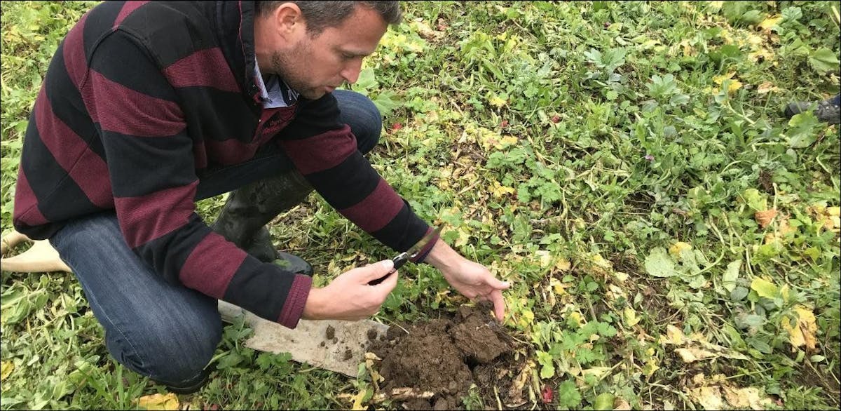 Nicolas Courtois, ingénieur à AgriVulg, montre la terre dun champ de blé en devenir alimenté par un couvert végétal multi-espèces.