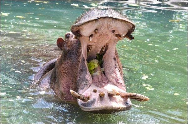 Au moins 27 hippopotames, espèce protégée au Niger, «ont été tués illégalement» depuis mars 2017. (Image prétexte)