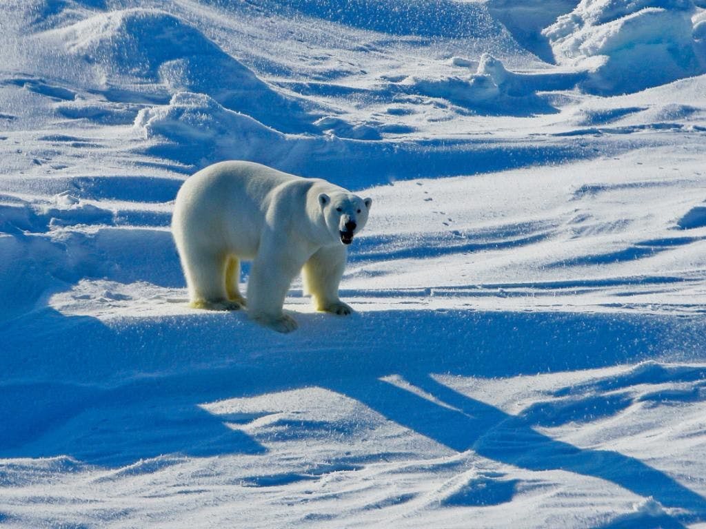 La banquise est essentielle pour les ours polaires car ils y trouvent les phoques indispensables à leur alimentation, ont indiqué les chercheurs.