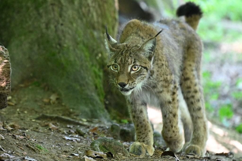 Bien que rares, des lynx ont pu également être observés à Vallorbe et dans le lac de Joux.