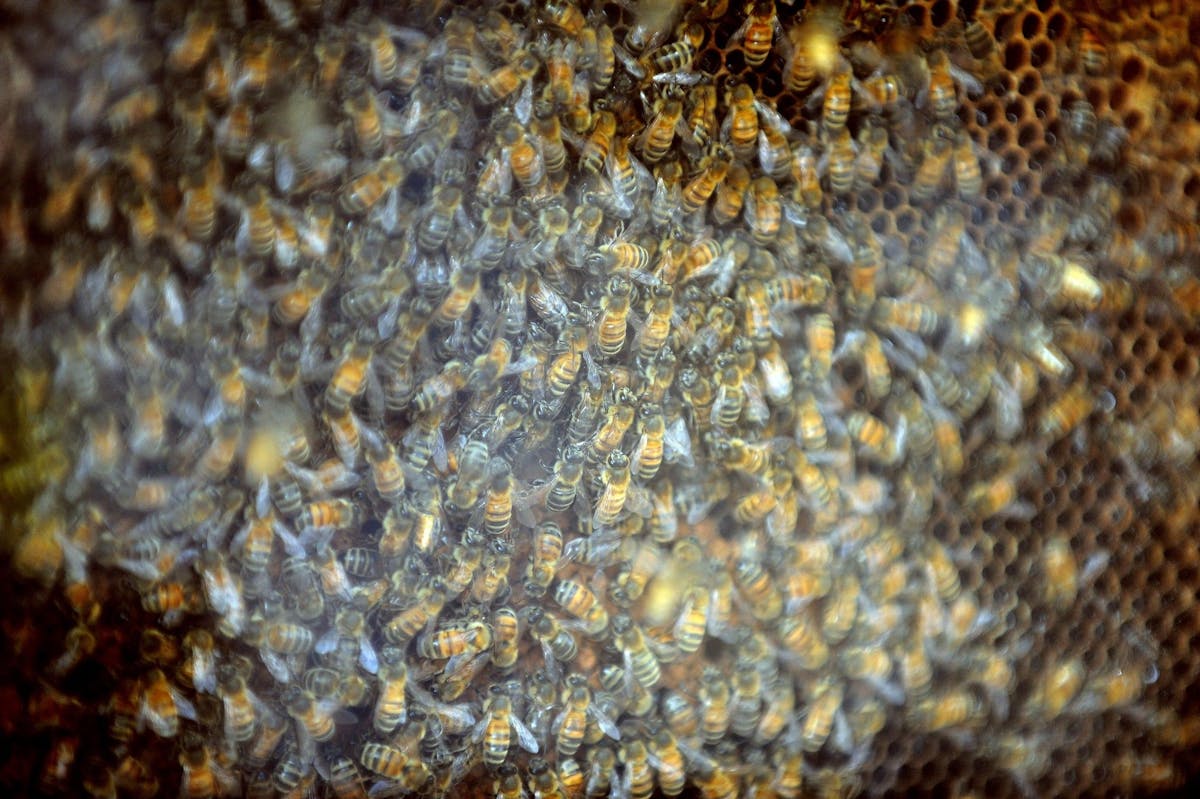 Ces abeilles, aussi appelées abeilles africanisées, sont connues pour être particulièrement agressives. (Image d’illustration)