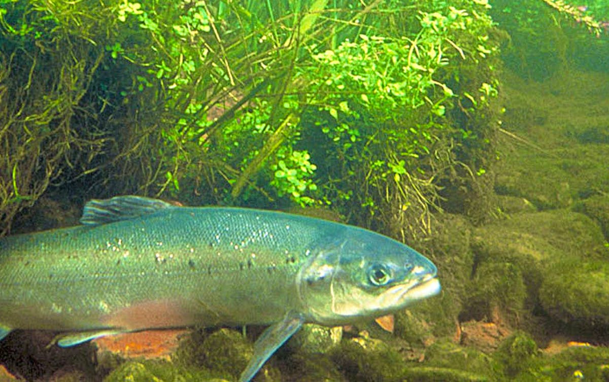 Le saumon atlantique fait partie de la liste rouge des espèces «quasi menacées».