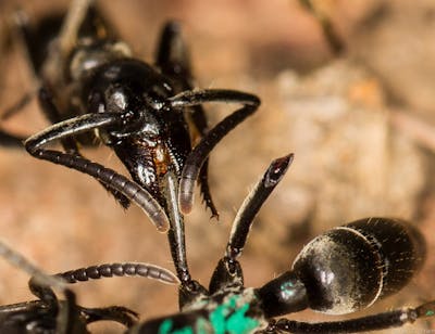 Les fourmis se soignent aux antibiotiques