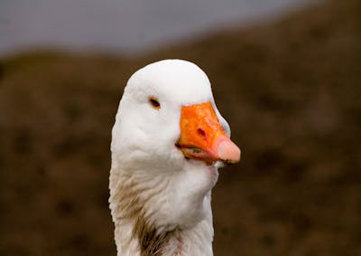 Deux initiatives déposées pour interdire foie gras et fourrure