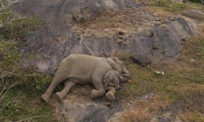 Les tendres retrouvailles d'un éléphanteau perdu avec sa mère