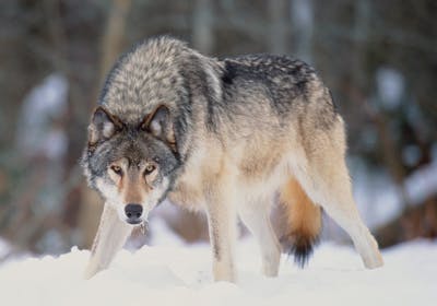 Valais et Grisons: le tir de certains loups reste interdit