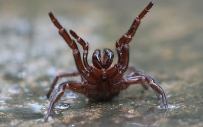 Taille record pour l'araignée la plus venimeuse du monde