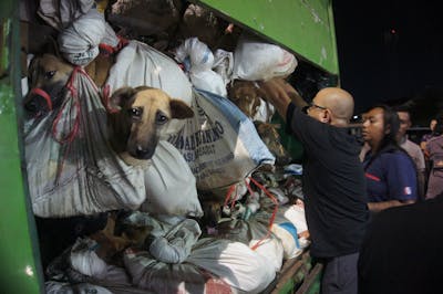 200 chiens destinés à être consommés découverts dans un camion