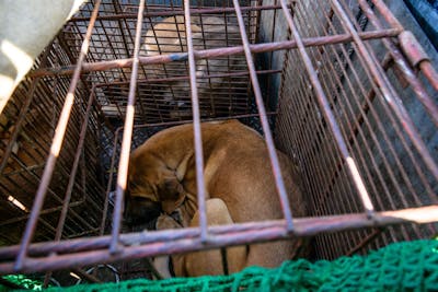 La Corée du Sud interdit la viande de chien